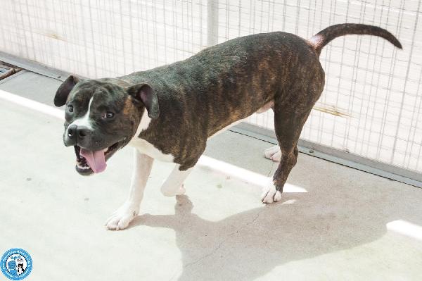 CLONY, mix amstaff giovane e pieno di vita… Foto 4